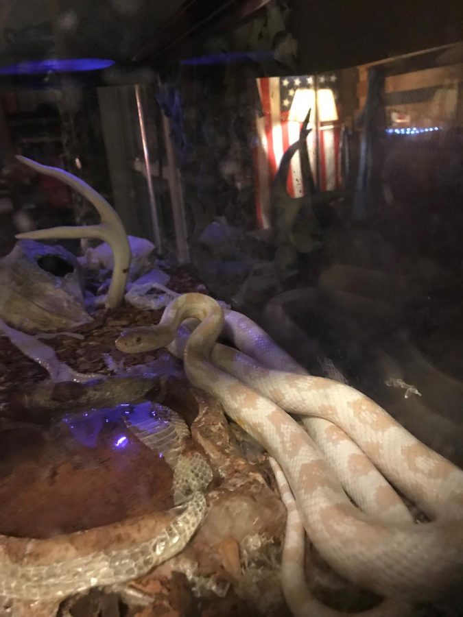 Sophomore Dustyn Perona’s corn snake, Slapshot, lays near his newly shed skin. He sheds every month on average.