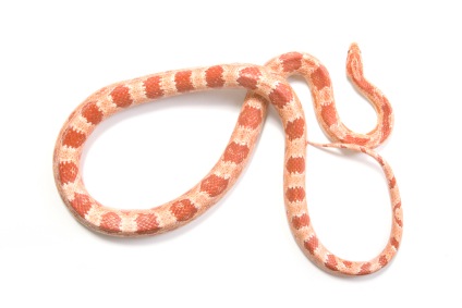 albino-corn-snake-for-sale
