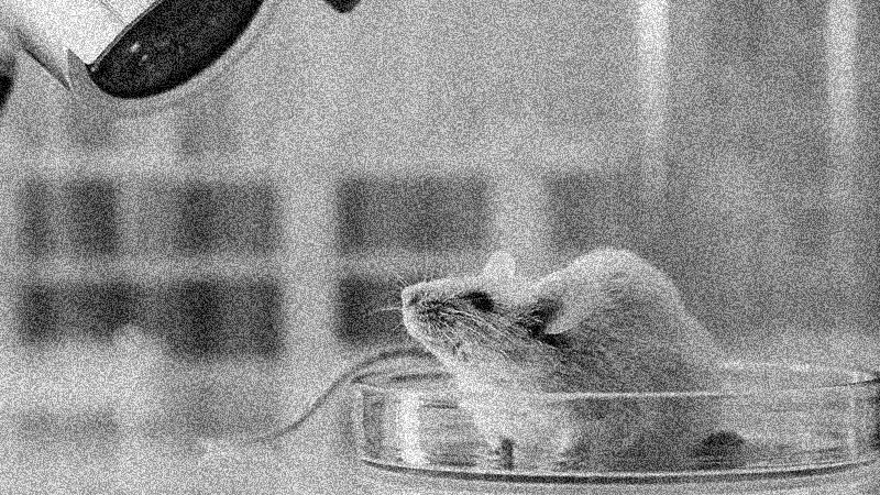 Test medicine on animals, not people