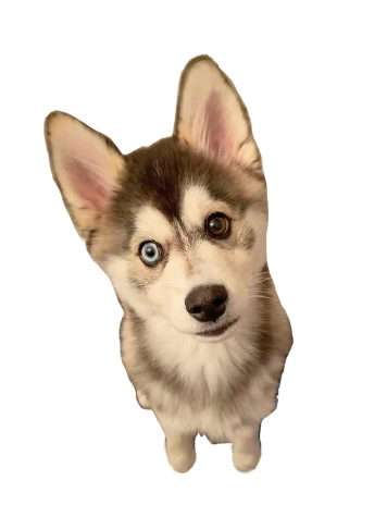 Pet demand dramatically increases during quarantine